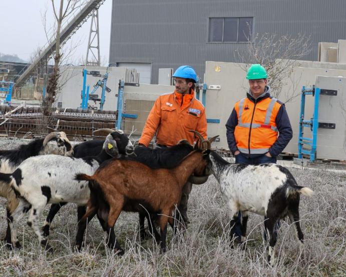 eco-paturage-graulhet-kp1