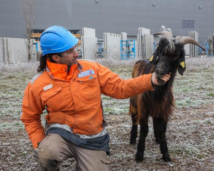 eco-paturage-graulhet-kp1